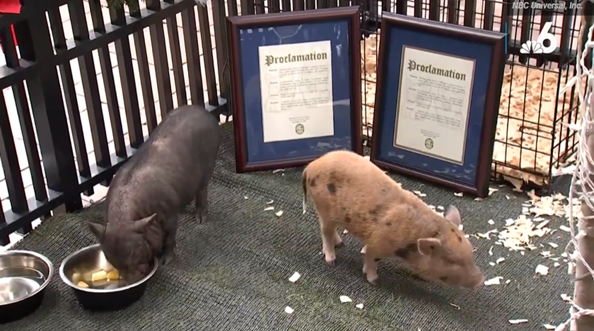 ‘Travis’ and ‘Taylor’ the Christmas pigs are saved from dinner plate fate